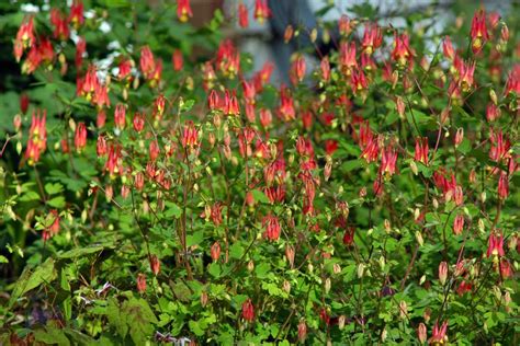 Shade-Tolerant Plants for Woodland Gardens | HGTV