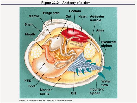 Why Are Clams so Damn Happy?