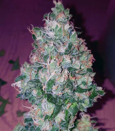 Critical Kush Regular cannabis seeds for sale - Herbies