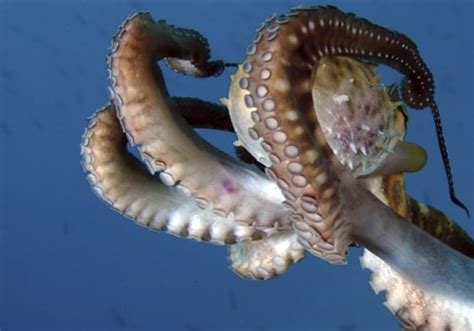 Are octopus sentient?