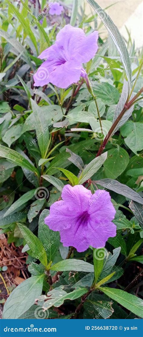 This Flower is Named Kencana Purple, Beautiful Color Combination Stock ...