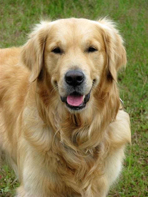 Royalty-Free photo: Close up photography of adult golden retriever | PickPik