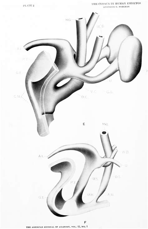 Paper - The development of the cloaca in human embryos - Embryology