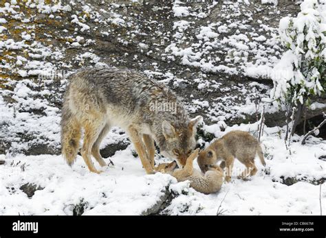 Coyote pups hi-res stock photography and images - Alamy