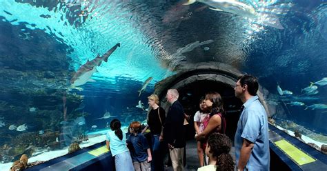 Is The Camden Aquarium Open Today - Aquarium Views