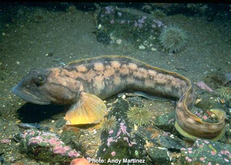 Ocean Pout | NOAA Fisheries