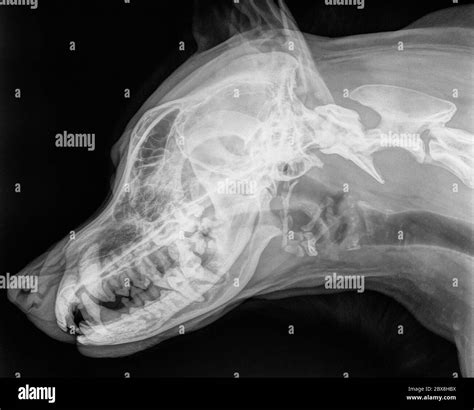 X-ray of the skull of a dog, in side position, black and white photo Stock Photo - Alamy