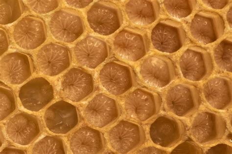 What you should know about trypophobia — the extreme aversion to clustered patterns, holes ...