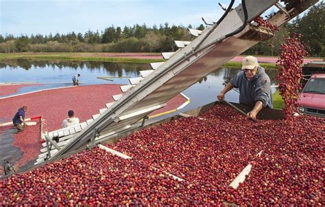 Cranberry harvest delayed because of drought; could complicate ...