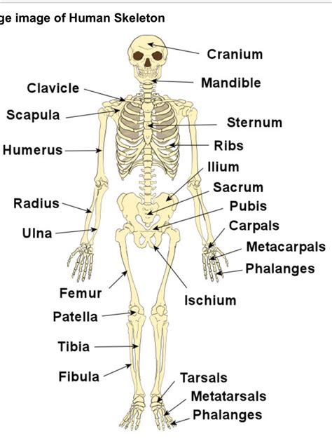 human skeleton - Yahoo Search Results Yahoo Image Search Results | Anatomy and physiology ...