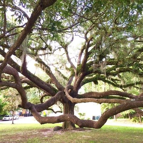 Visit Savannah on Instagram: “We love that Savannah is filled with stunning live oak trees. # ...