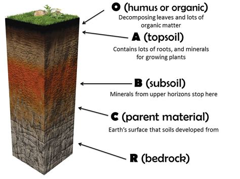 Soil Horizons Definition Features And Diagram - vrogue.co