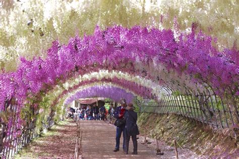 Wisteria Flowers Tunnel In Kitakyushu, Japan | Found The World