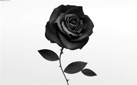 Black and White Rose Wallpapers - Top Free Black and White Rose ...