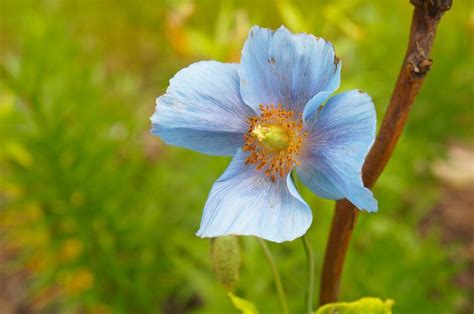 Blue Himalayan Poppy Care - Learn How To Grow Blue Poppies In The ...