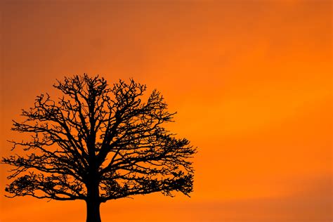 Sunset Tree Silhouette Hd Wallpaper Nature And Landscape Wallpaper - Riset