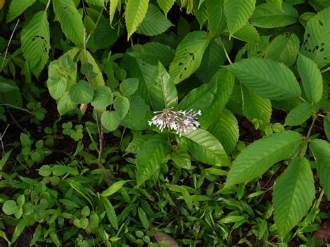 Sarpagandha (Hindi: सर्पगंधा) | Apocynaceae (dogbane, or ole… | Flickr
