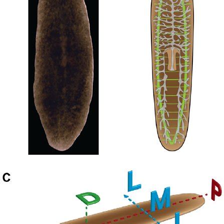 Planarian anatomy and body axes. ( A ) Dorsal side of the planarian ...