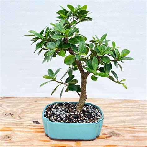 Green Island Ficus Bonsai Tree (No. 1337) at Bonsai Outlet