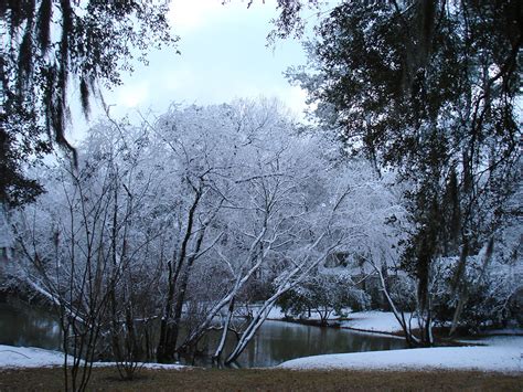 Snow in South Carolina - FineGardening