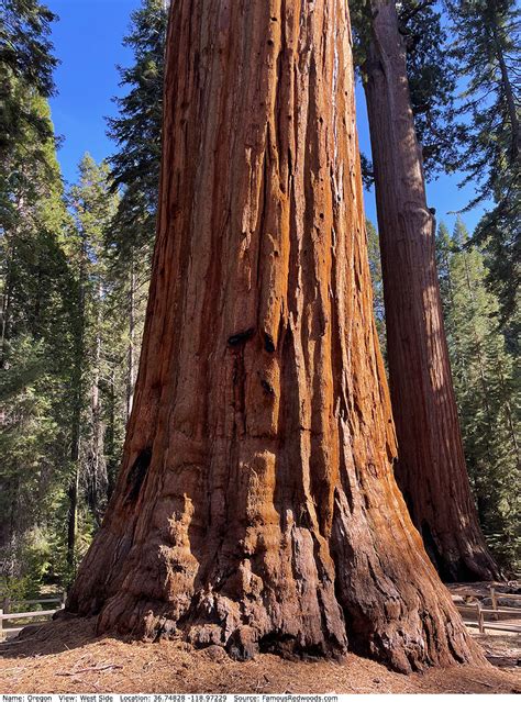 Oregon Tree - Famous Redwoods