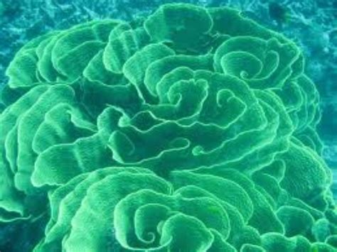 Lettuce Leaf Coral Information and Picture | Sea Animals