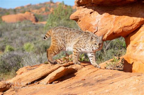 Bobcat, Lynx rufus photo, #12130, Natural History Photography