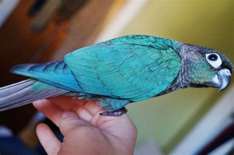 green conures for sale near me - Chanel Jordon