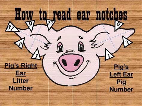 Pig Ear Notching Guide