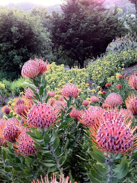 Protea! Such a show off. | Plants, Garden inspiration, Garden inspired