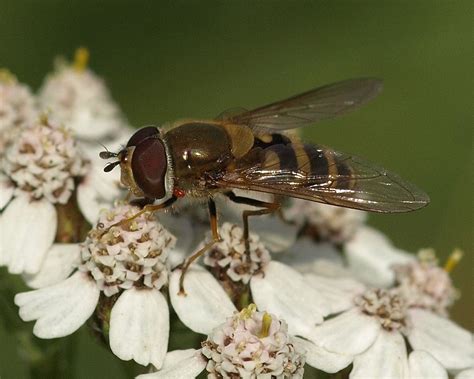 Syrphidae: Syrphus | Flickr