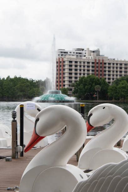 20+ Lake Eola Swan Boats Stock Photos, Pictures & Royalty-Free Images ...