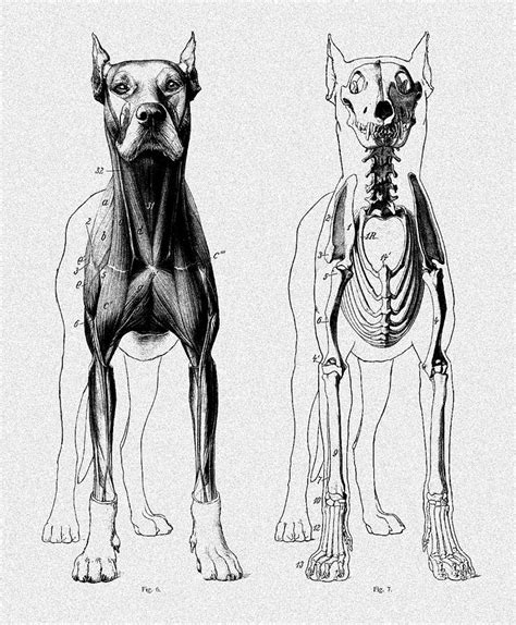 Vintage Dog Anatomy Scientific Illustration Digital Art by Sandra ...