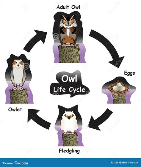 Owl Life Cycle Infographic Diagram Vector Illustration | CartoonDealer ...