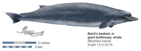 New Whale Species Identified | Time