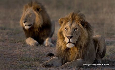 Lion bone trade: The end of the lion's roar? | African Wildlife Foundation