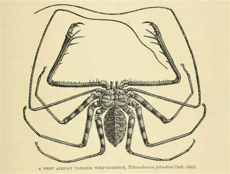 Biodiversity Heritage Library: Exploring Arachnids with Harry Potter and Logan Pierce