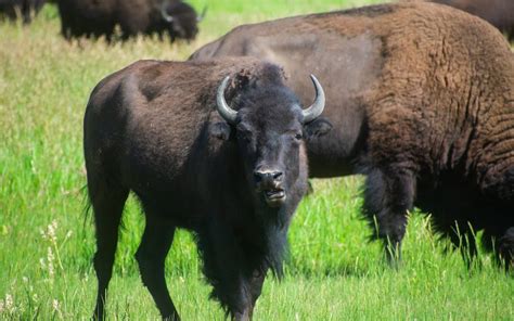 Wildlife Spotting in Grand Teton National Park - Cheapest Vacations ...