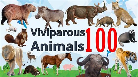 Viviparous Animals: llama, cow, penguin, #viralvideo #explore #animals ...