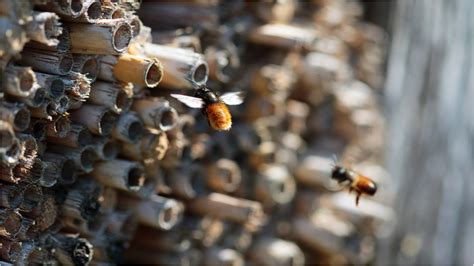 mason bees nesting - Science Connected Magazine