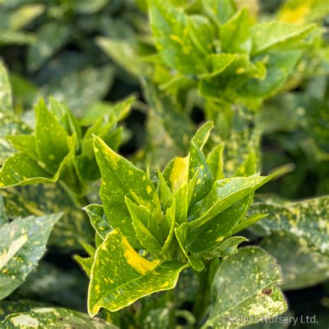 Aucuba jap. 'Variegata' - Kelly's Nursery