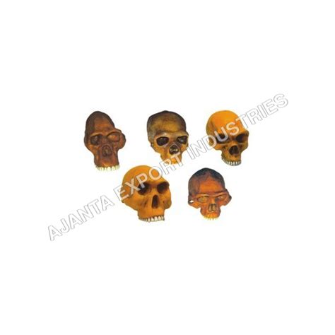 Prehistoric Man Skulls - Set Of at 2500.00 INR in Ambala Cantt | Ajanta ...