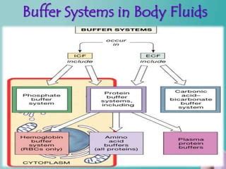 Buffer system | PPT