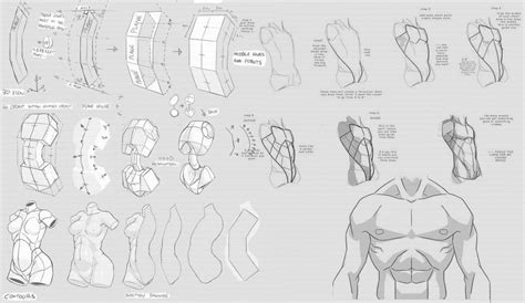 Character Anatomy | Torso