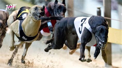 Track race - Dog race - Greyhounds racing - YouTube