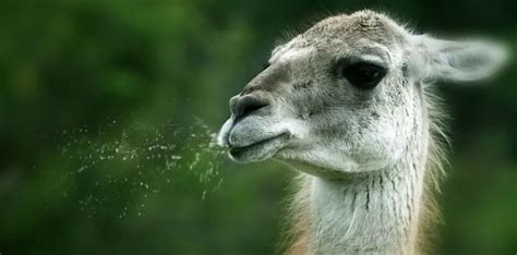 11 Likable Facts About Llamas - FactsandHistory