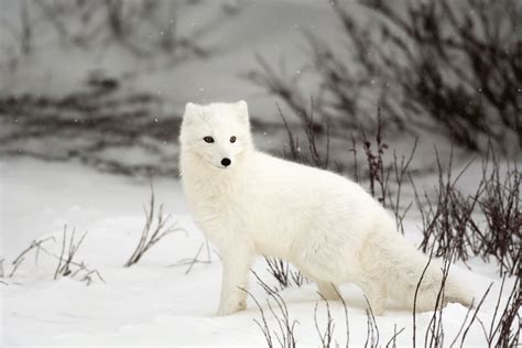 Living on Earth: Searching Out the Arctic Fox