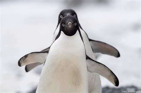 Adelie Penguins | Will Burrard-Lucas