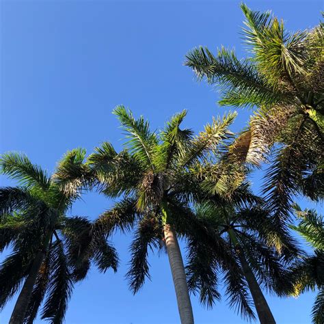 Royal Palm Tree roystonea Regia Seeds - Etsy