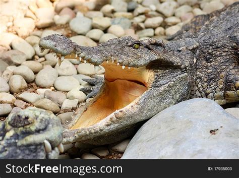 34+ Crocodile rock Free Stock Photos - StockFreeImages